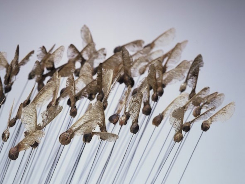 Wall object: maple seeds (25 x 20 x 20 cm).
