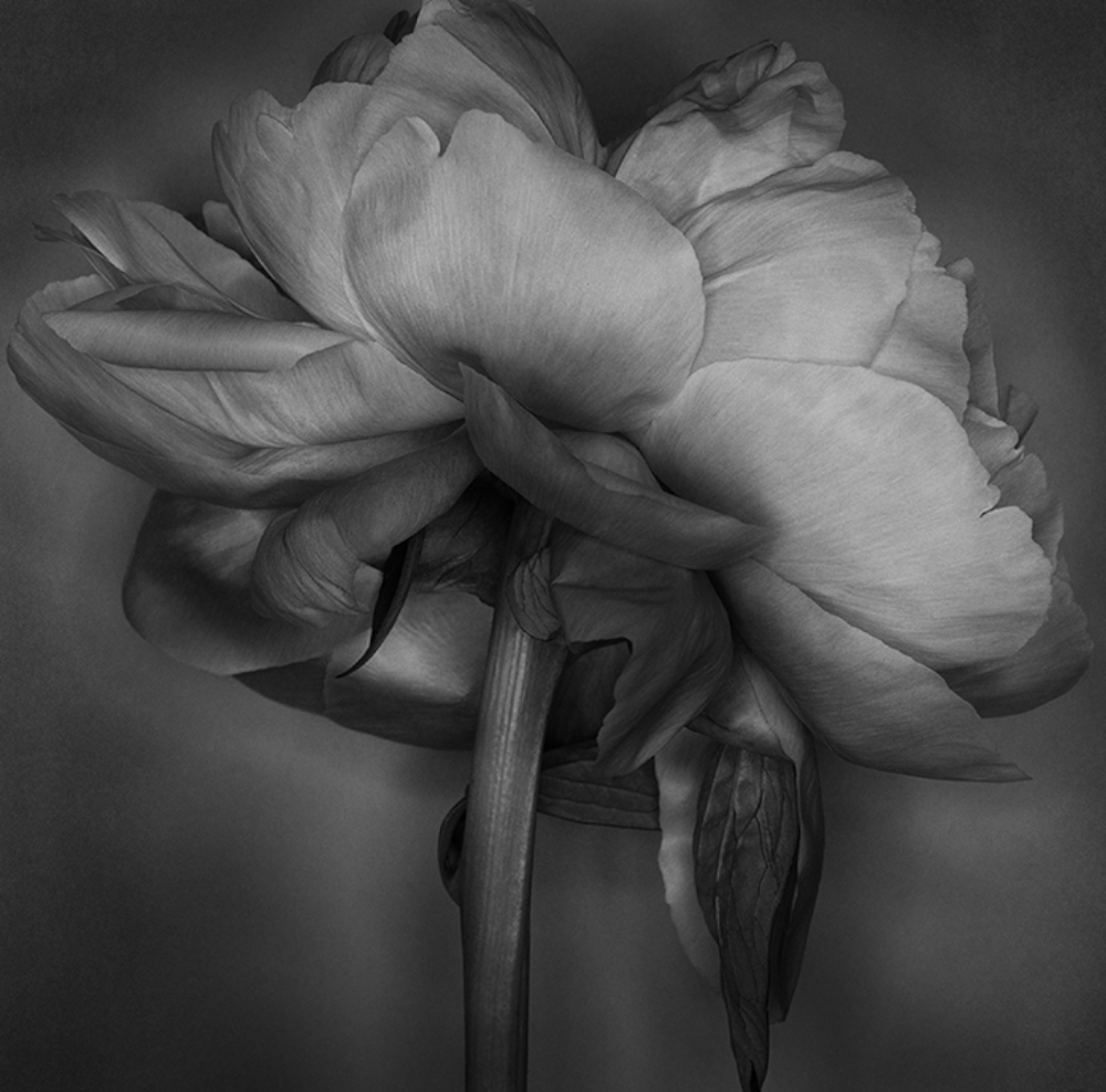 'Passing'-series: root peony.