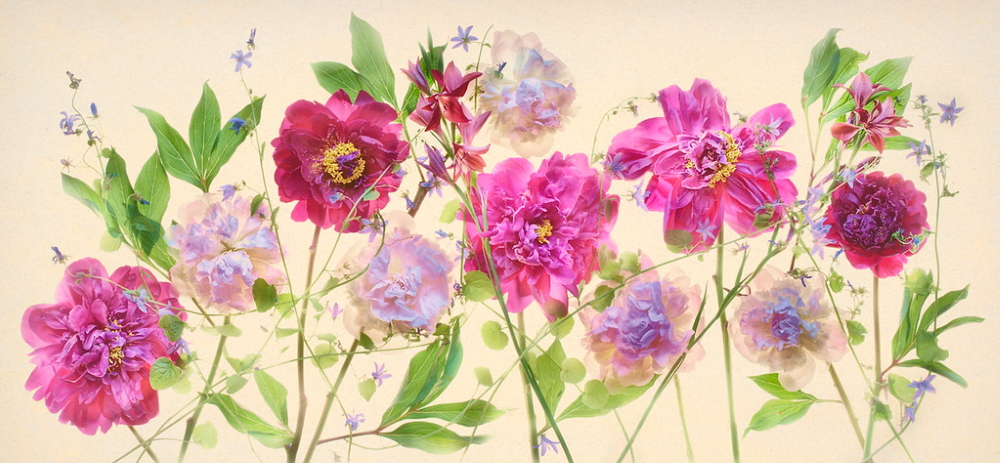 'Peonies, campanulas and variegated gladiolas pano'