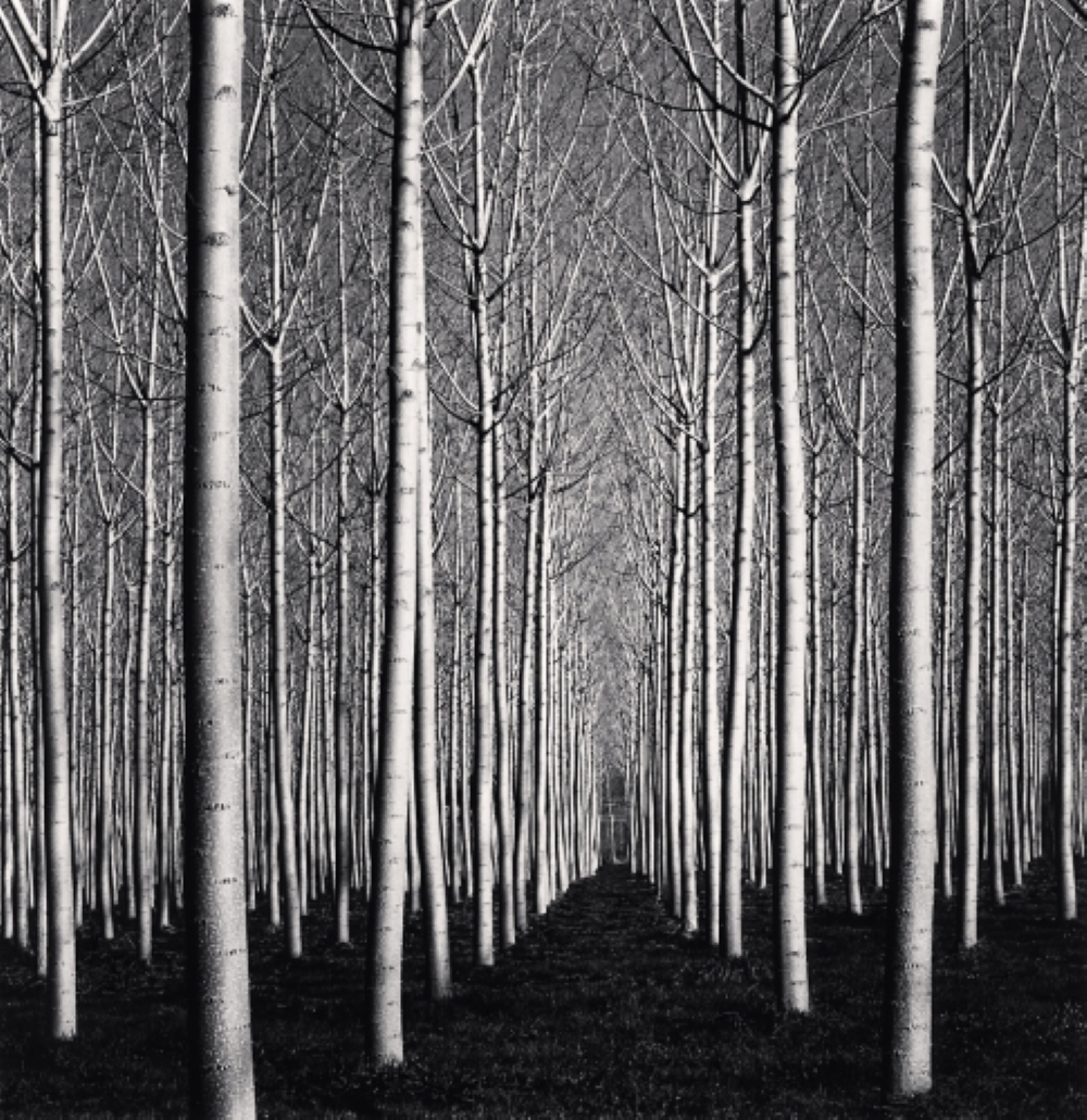 Spring Poplar Trees (Pavia, Italy, 2019)