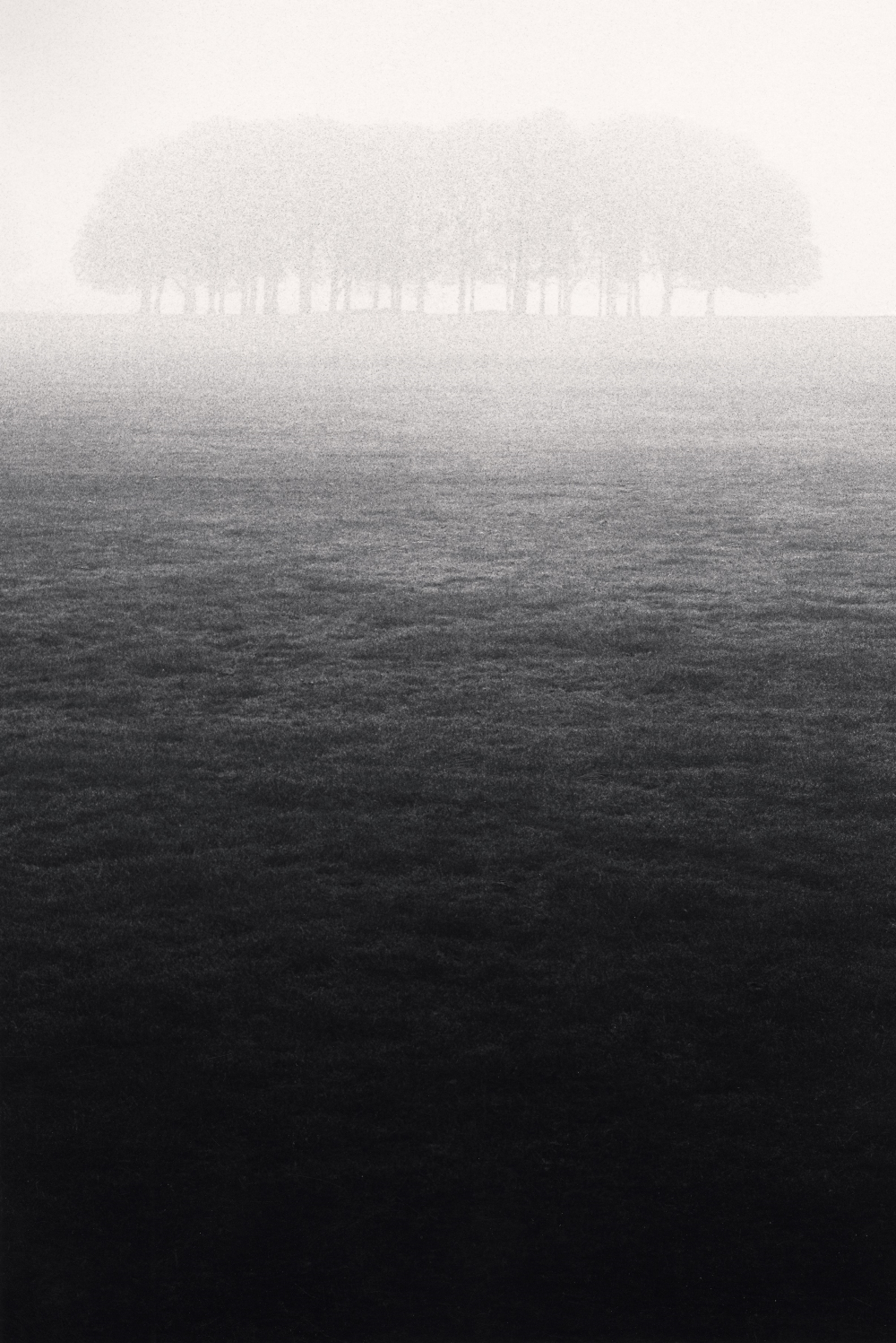 Trees (Richmond, Surrey, England, 1975)