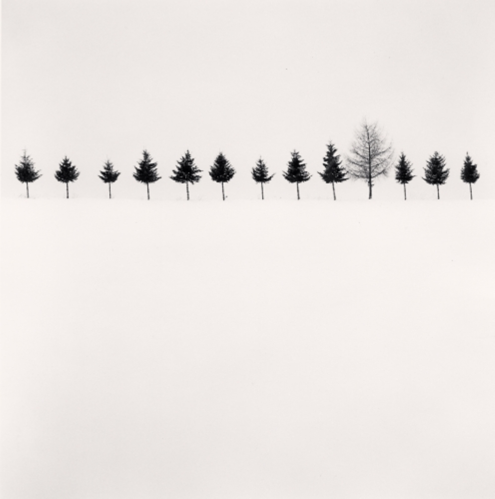 Line Of Trees (Biei, Hokkaido, Japan, 2012)