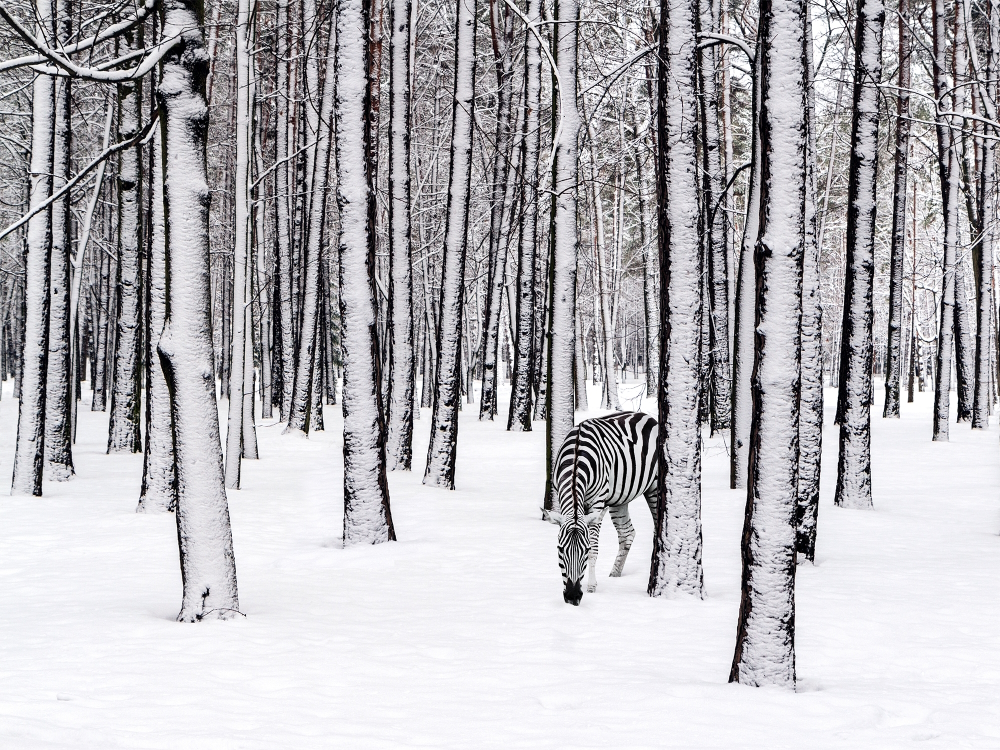 Zebrasnow