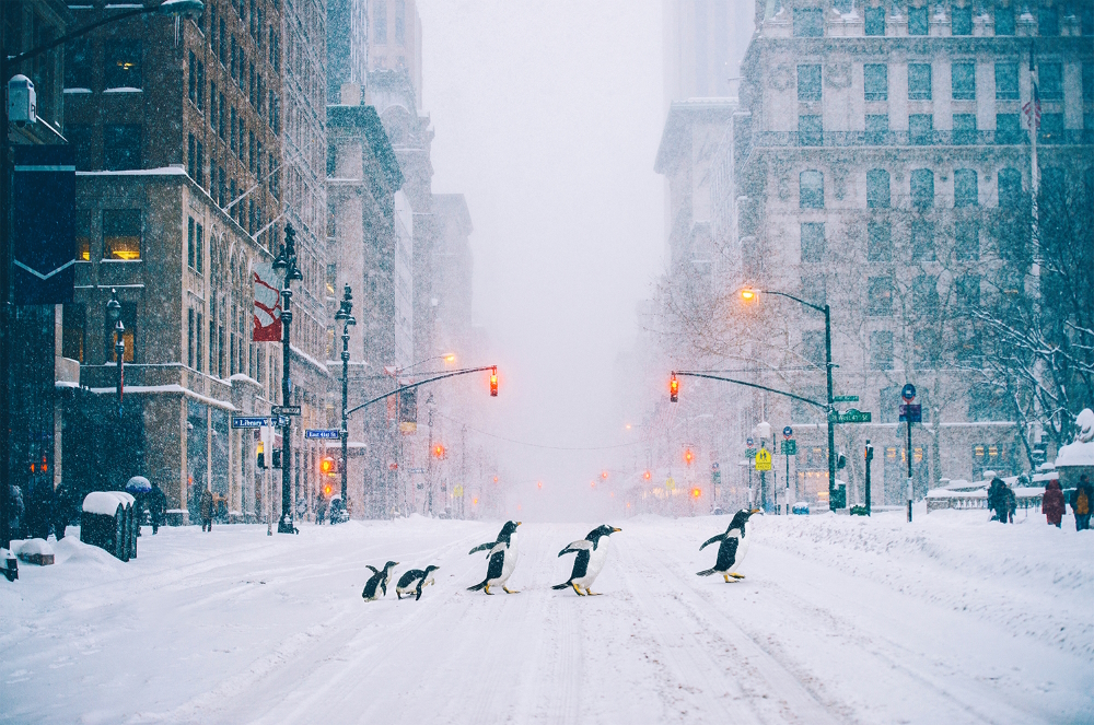 New York City Penguins