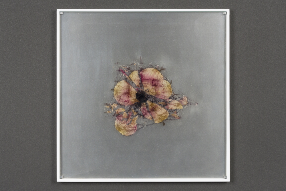 elementum, 2018