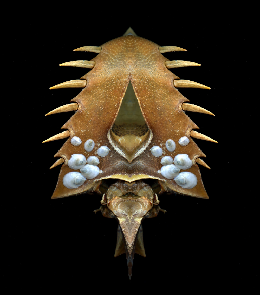 'Horseshoe Crab' (FETISHES series) -