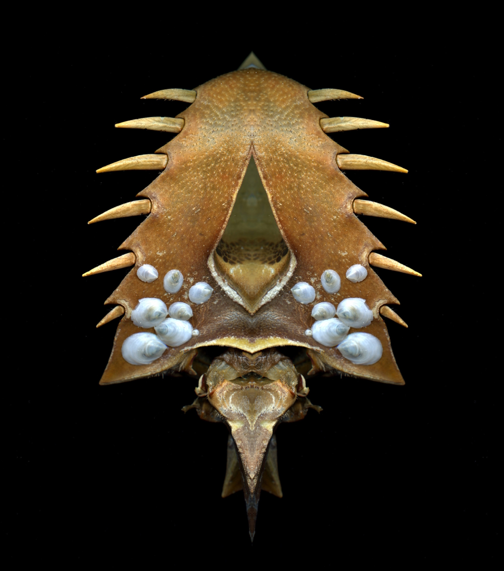 'Horseshoe Crab' (FETISHES series) - 